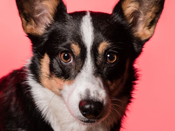 Temmie pictured with pink lighting background